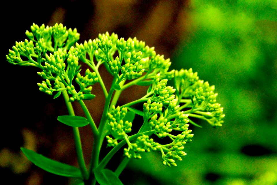 Vegetation new growth garden