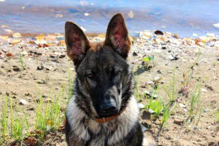 German shepherd beach pet