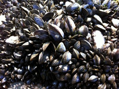 Mollusk shells mussel photo