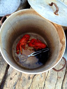 Pot lobsters pots photo