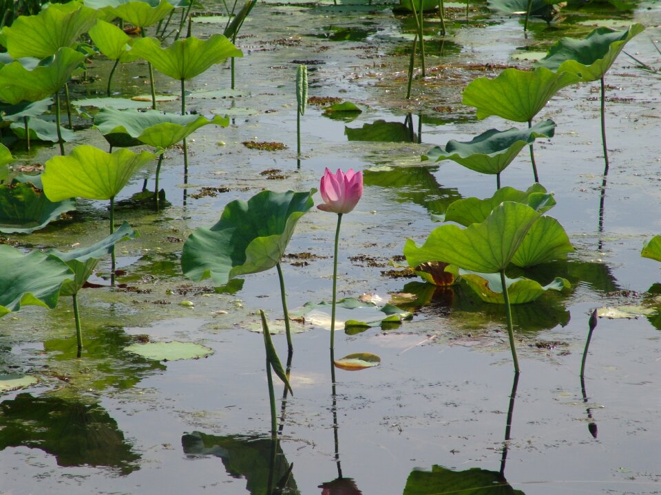 Tropical water lilies nuphar