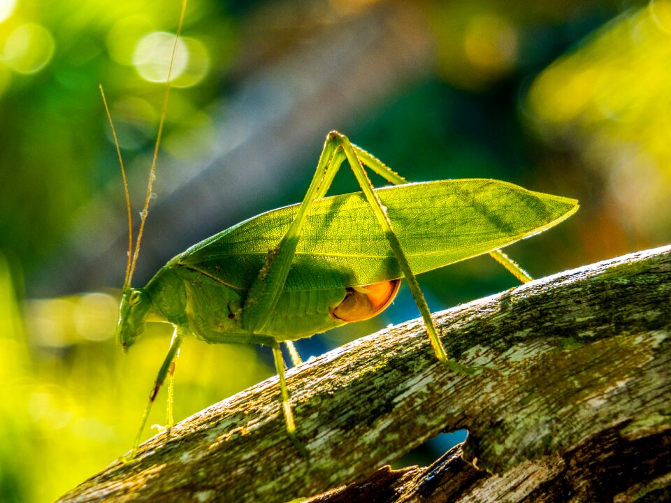 Insect close up green