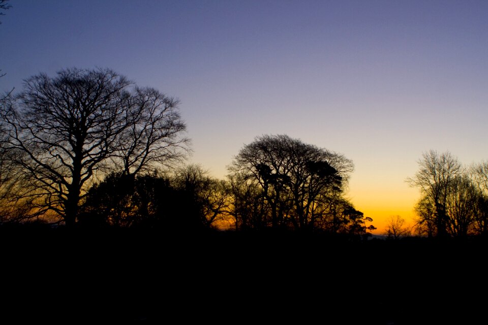 Tree silhouettes sky