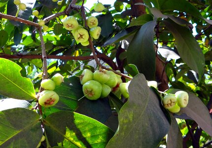 Fruit tropical india