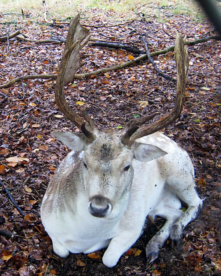 Stains antler scoop