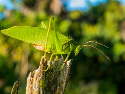 Grasshopper close up green photo