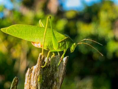 Grasshopper close up green