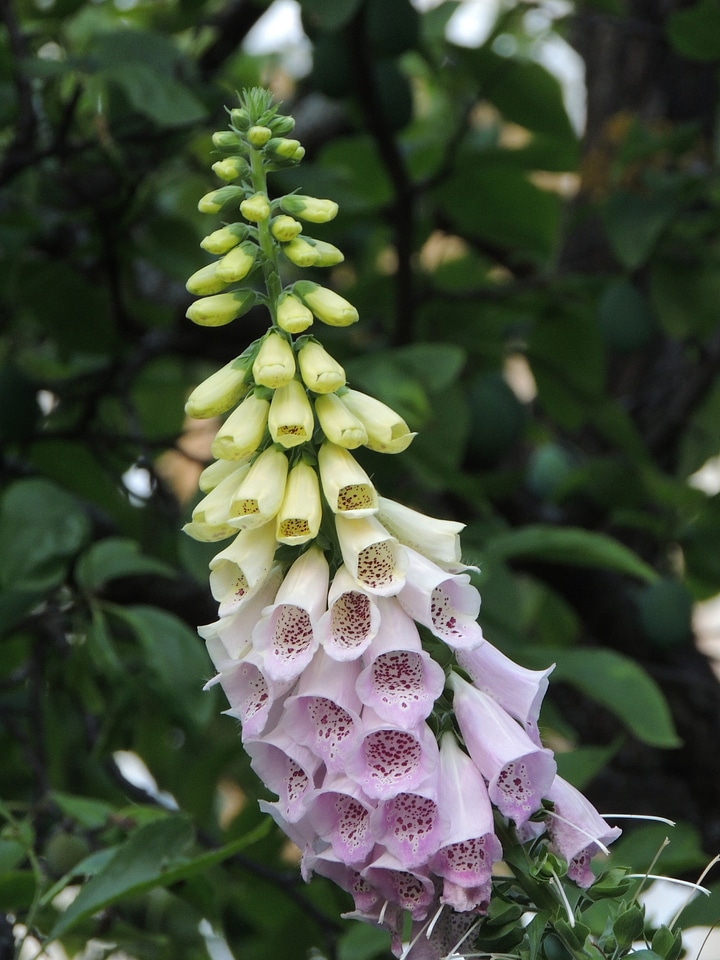 Bloom flowers poisonous plant