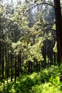 Tall trees loolecondera deltota photo