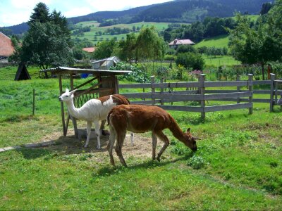 Gate fence shelter