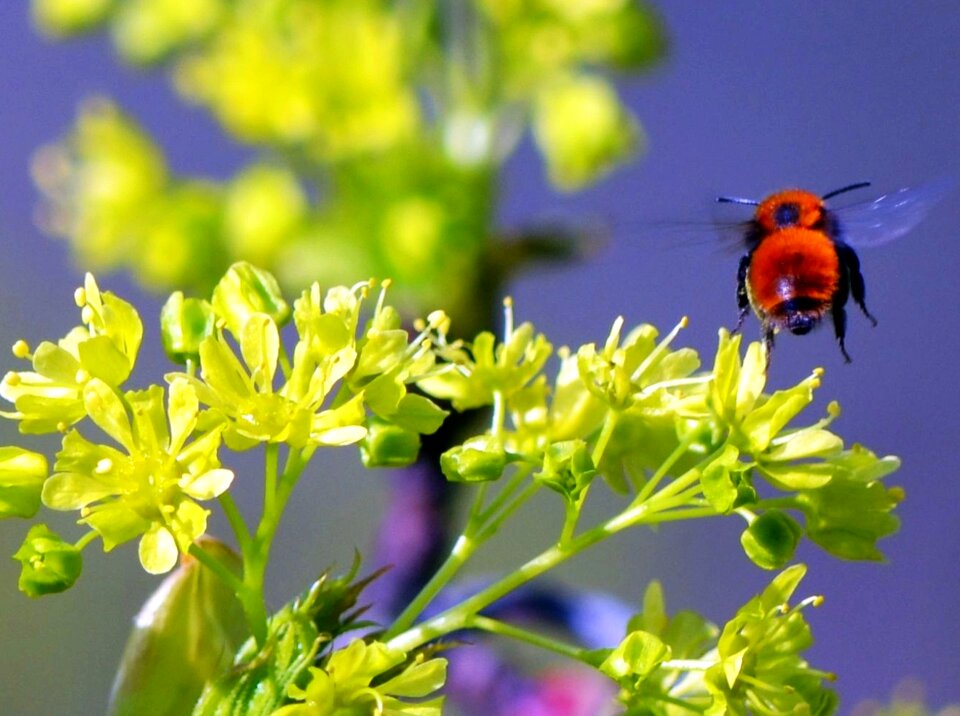 Hummel flying summer