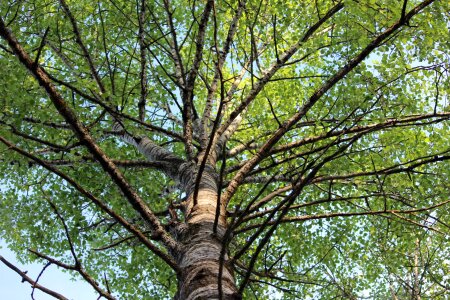 Birch branches finnish photo