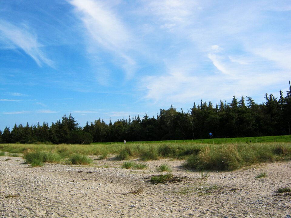 Blue dunes edge of the woods