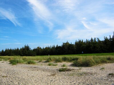 Blue dunes edge of the woods