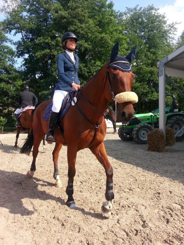 Horses reiter ride