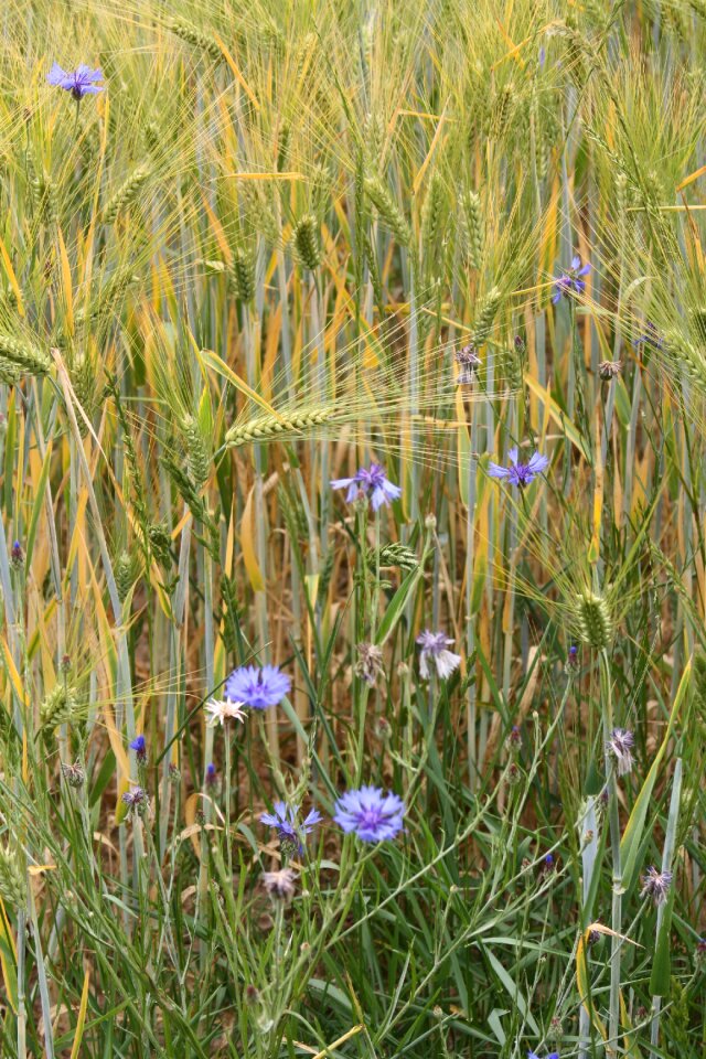 Awns cornflowers field