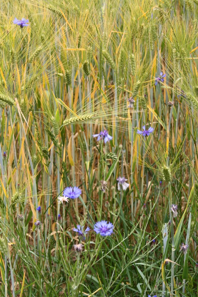 Awns cornflowers field photo