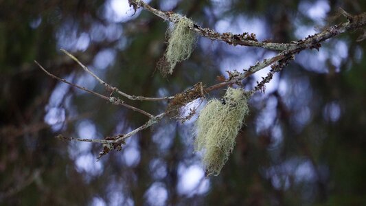 Medicinal plant mushroom lichen pruning