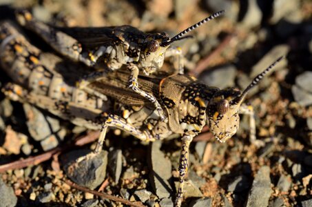 Bug jump mating photo