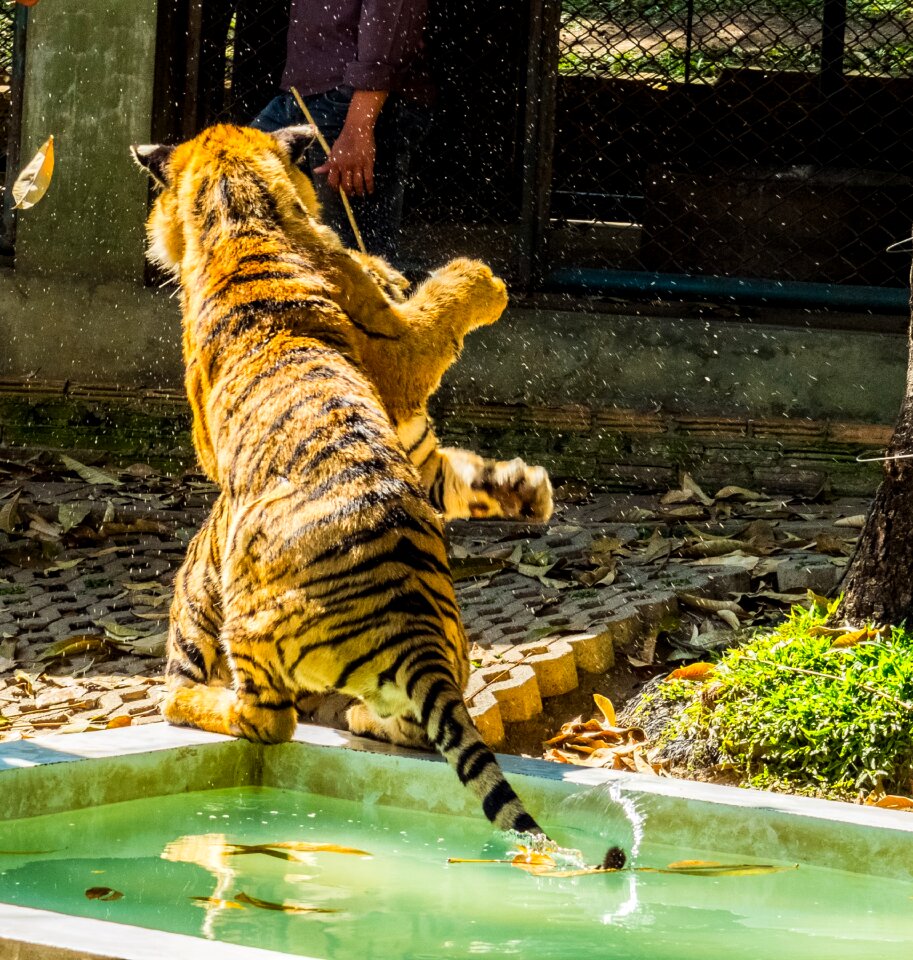 Tame tiger zoo thailand
