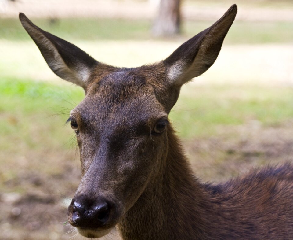 Antler handsome graze
