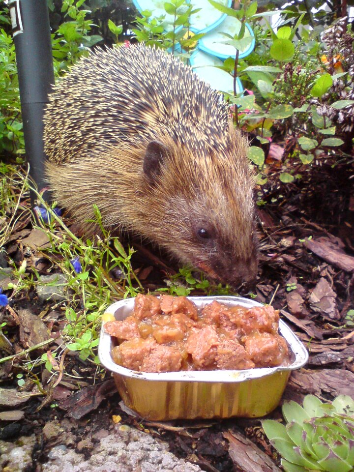 Prickly cute spur