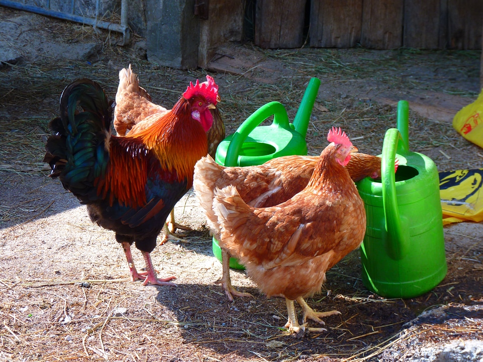 Gockel poultry animals