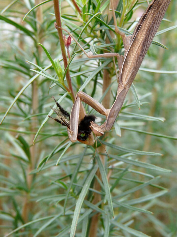 Insects nature macro
