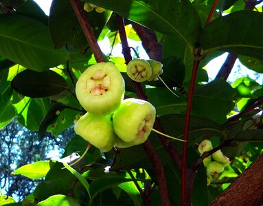 Fruit tropical india
