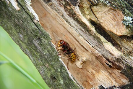 Wasp insect animal photo