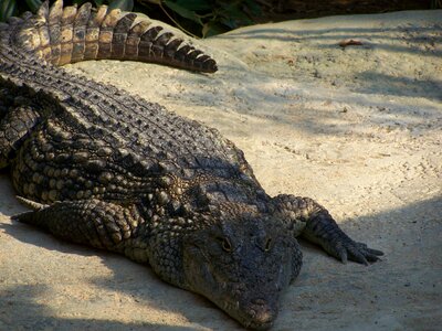 Crocodile reptile zoo photo