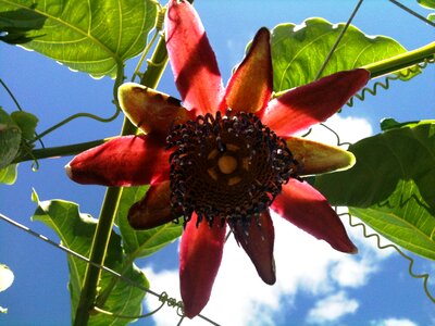 Passion flower vine passion fruit