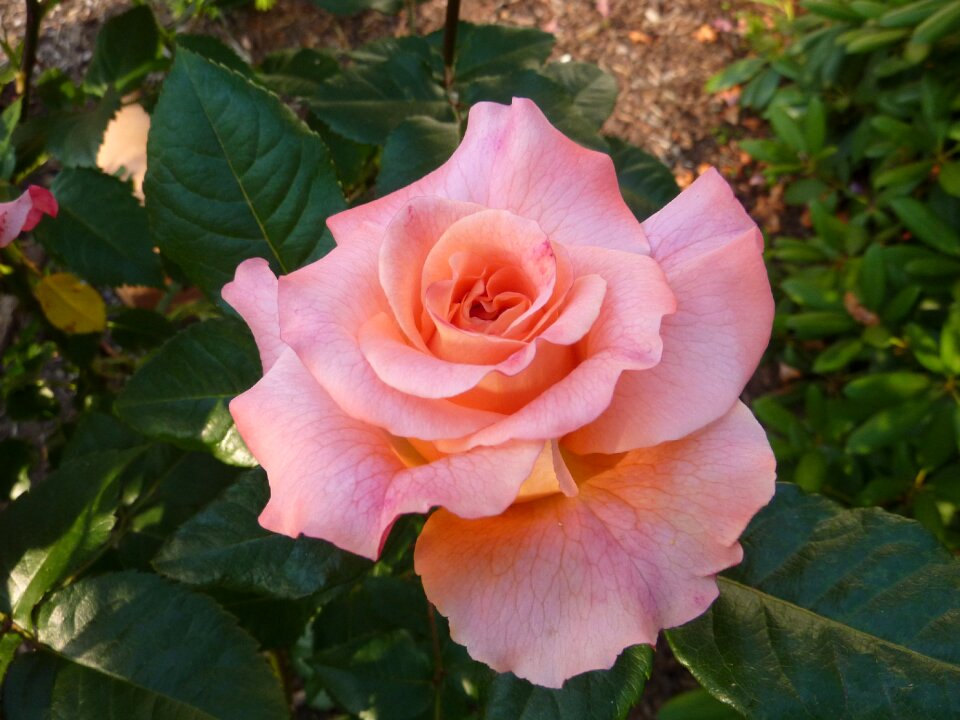 Rose bloom blossom bloom