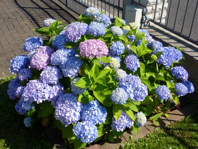 Hydrangea greenhouse hydrangea violet photo