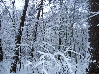 Snowy snow forest photo