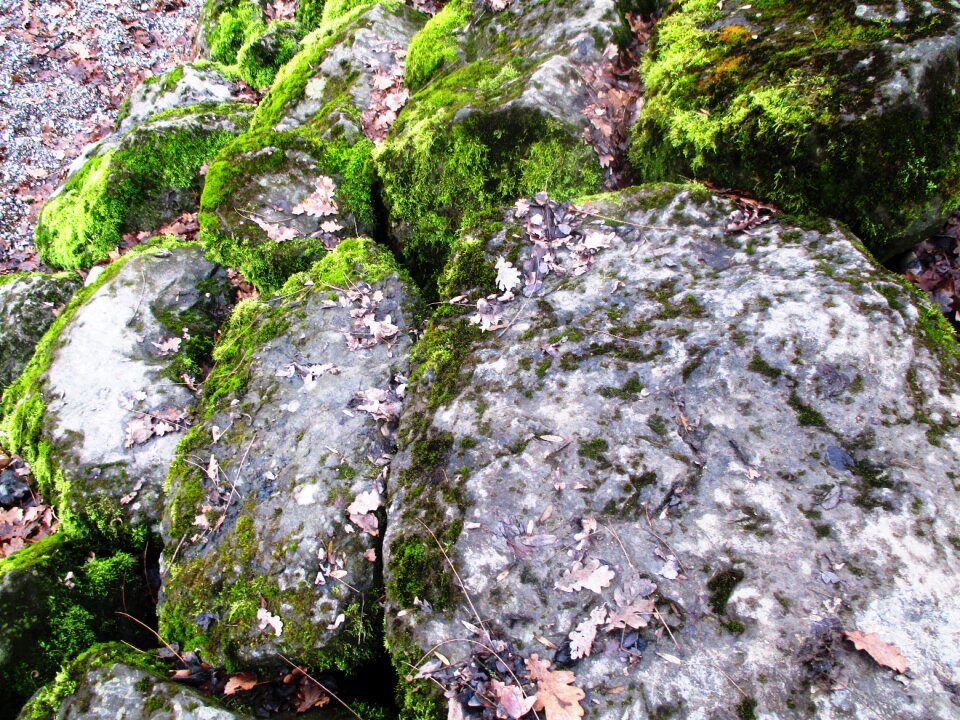 Shore stones moss bemoost