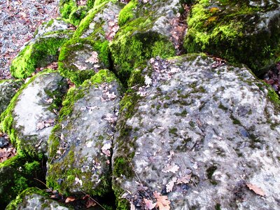 Shore stones moss bemoost photo