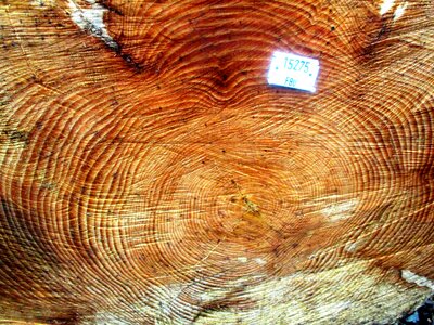 Log like close up
