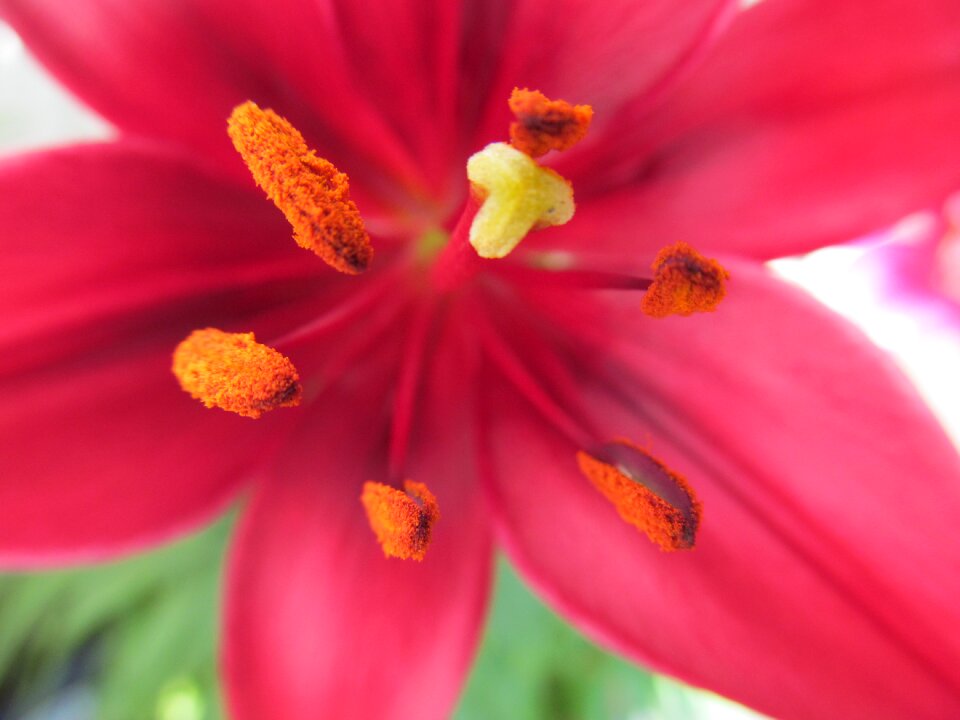 Lily blossom bloom