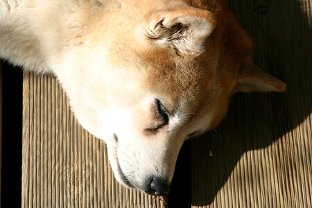 Shiba inu dog sleep photo