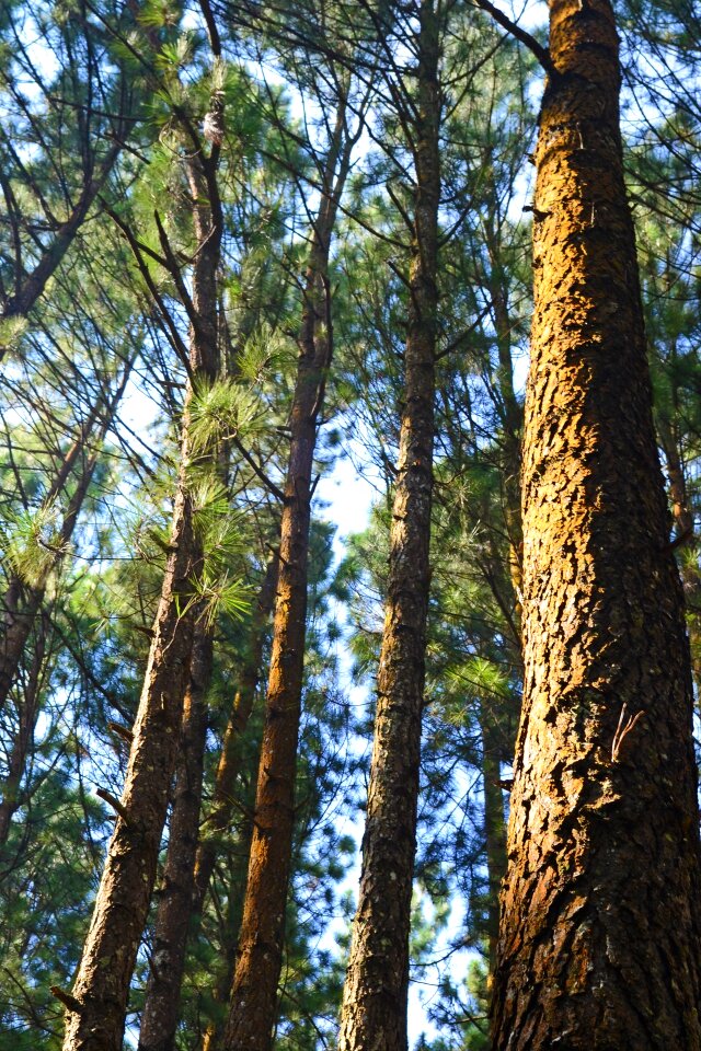 Tall trees loolecondera deltota