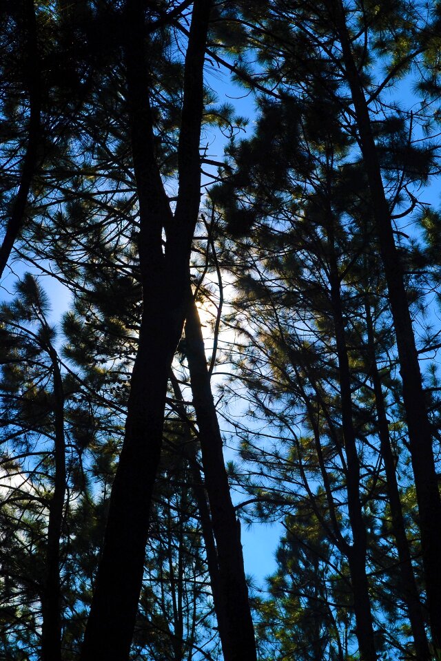 Trees tall trees loolecondera