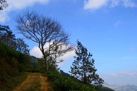 Dried tree blue sky sri lanka photo