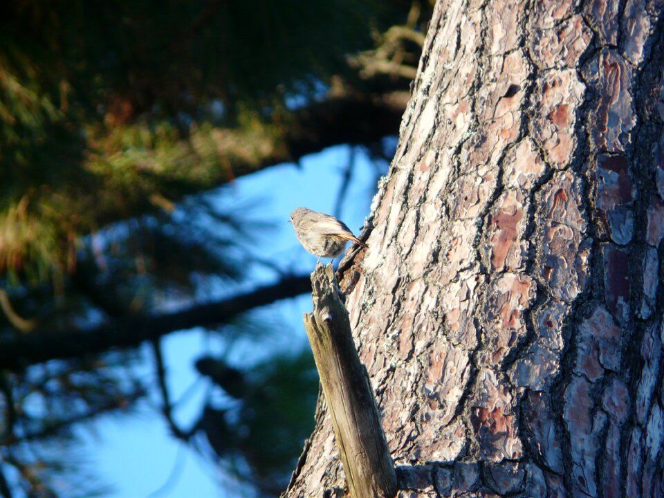 Trunk pine nature