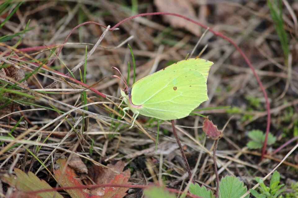Butterfly nature finnish