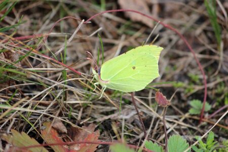 Butterfly nature finnish