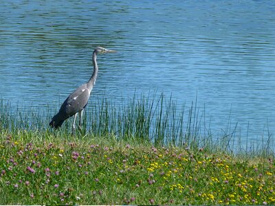 Water pond nature