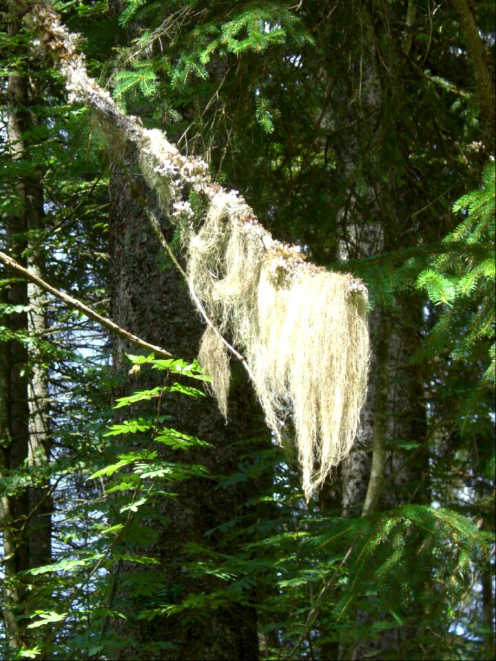 Needle branch conifer fir tree