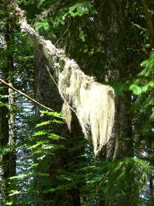Needle branch conifer fir tree photo