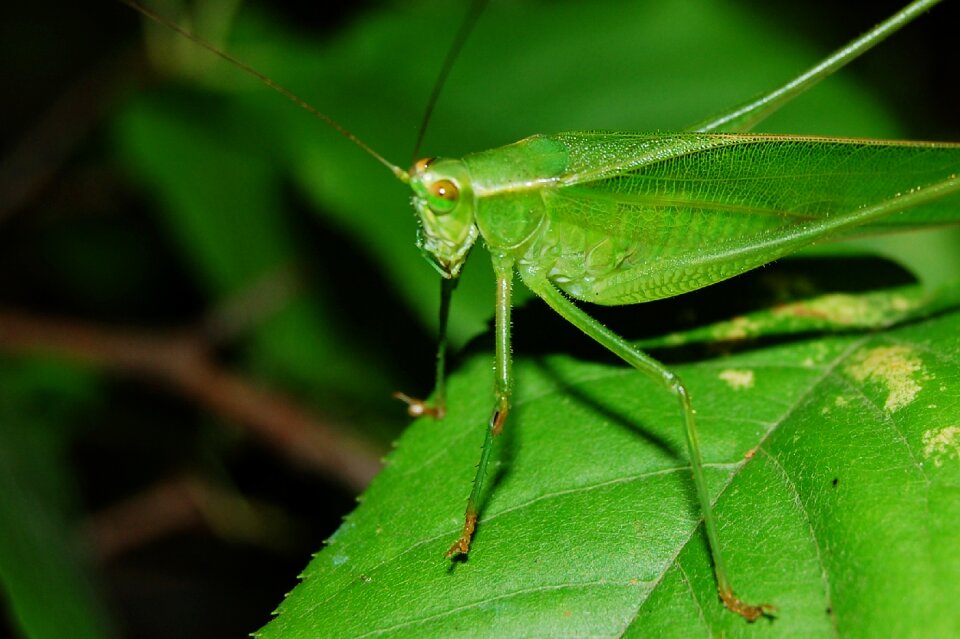 Hopper insect animal
